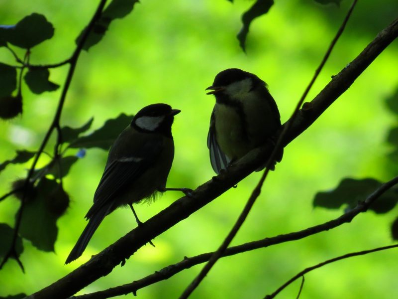 Nourrissage dans les arbres